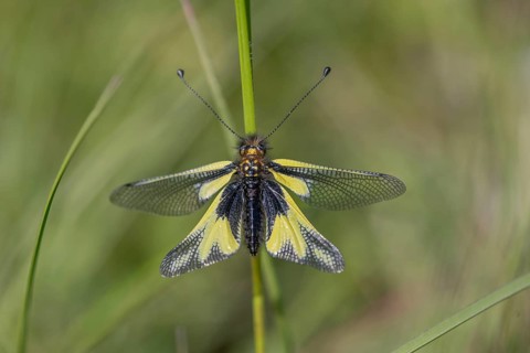 Owly sulphur Ascalaphe (Libelloides coccajus) in a meadow in spring. Kaiserstuhl, Emmendingen,