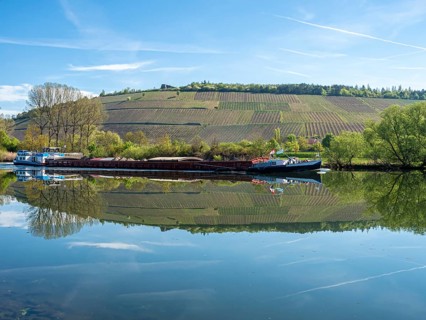 Vineyards are reflected in the water of the Main river, east of Würzburg near Randersacker,