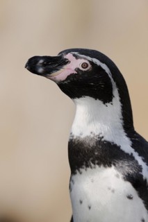 Humboldt penguin (Spheniscus humboldti), captive, occurring in South America