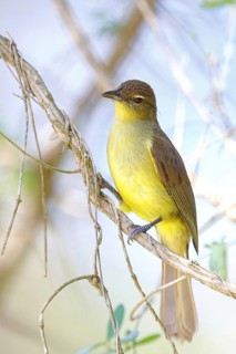 Yellow-bellied greenbul (Chlorocichla flaviventris), Mkuze Game Reserve, Mkuze, KwaZulu-Natal,