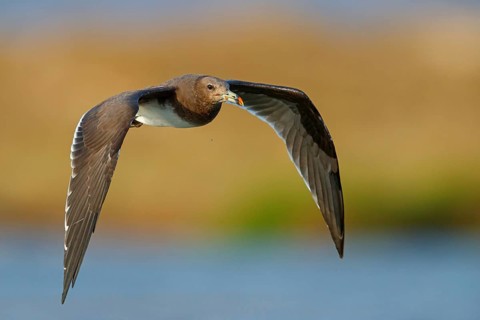 Hemprich's Gull, (Larus hemprichii), medium sized, rusty brown, flight photo, Raysut, Salalah,