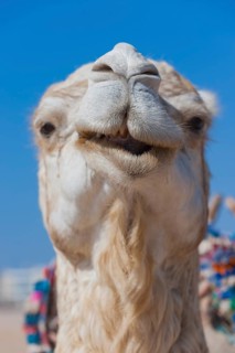 Dromedary (Camelus dromedarius), Arabian camel in head portrait, head, animal, farm animal, detail,