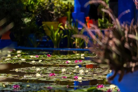 Garden pond in the Majorelle Garden, botany, water lily, water, pond, flora, plant, botany, flower,