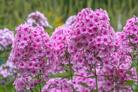 Phlox paniculata (summer phlox), North Rhine-Westphalia, Germany, Europe
