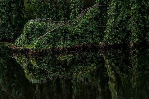 Reflection, texture, green beech (Fagus sylvatica), river, park, tree, idyllic, nature, light mood,