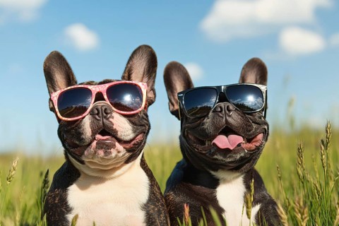 Pair of funny French Bulldog dogs wearing sunglasses in summer in front of meadow and blue sky on