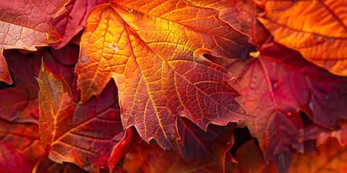 Close up of colorful maple autumn leaves. Generative AI, AI generated