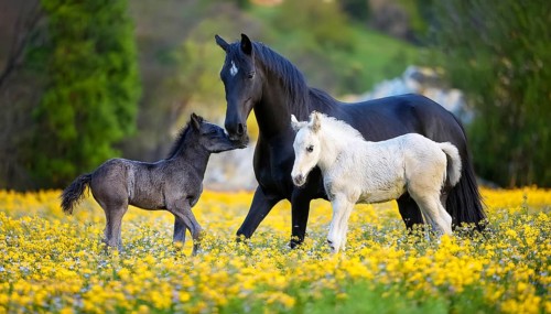 A black stallion and two foals, studio, AI generated