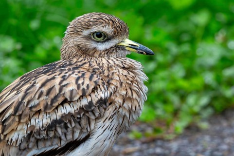 Eurasian stone-curlew, Eurasian thick-knee (Burhinus oedicnemus) close-up portrait