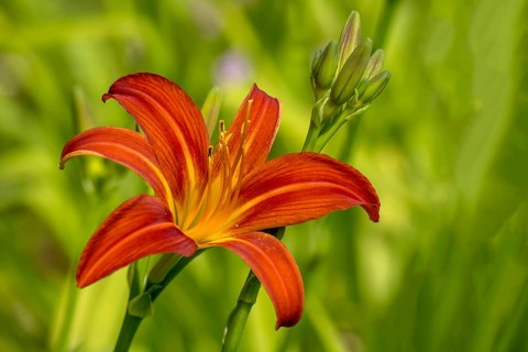 Daylilies (Hemerocallis), North Rhine-Westphalia, Germany, Europe