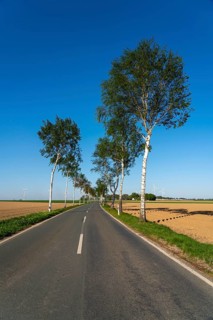 Birch avenue, country road, near the village of Katzem, Heinsberg district, wind farm, North