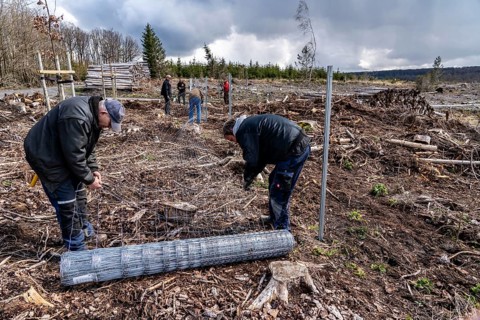Construction of a game fence around a 5-hectare area in the Arnsberg Forest near