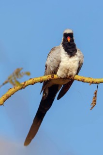 Cape Dove, (Oena capensi), Road N4 to Kaolack, Firgui, Senegal, Africa