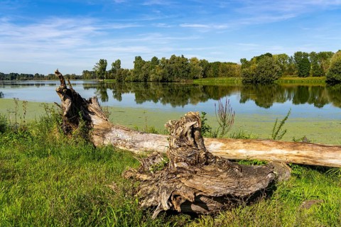 Bislicher Insel nature reserve, near Xanten on the Lower Rhine, floodplain landscape, old Rhine
