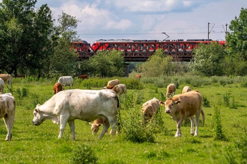 Herd of cattle, dairy cows, grazing in the Styrumer Ruhrauen, behind railway bridge over the