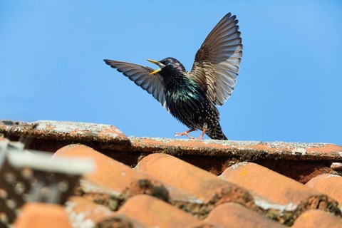 Common Starling (Sturnus vulgaris) adult male, in breeding plumage, singing and displaying on roof