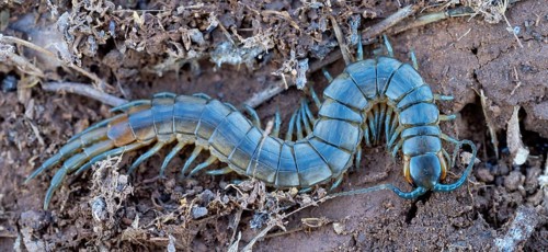 Scolopender, giant centipede, Scolopendromorpha, (Chilopoda), El Millaron, Salorino, Extremadura