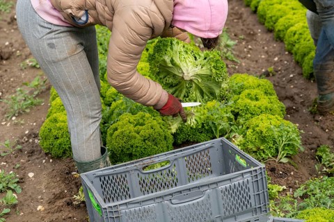 Harvesting Lollo Bianco lettuce, harvest workers cut off the lettuce heads, clean them and put them