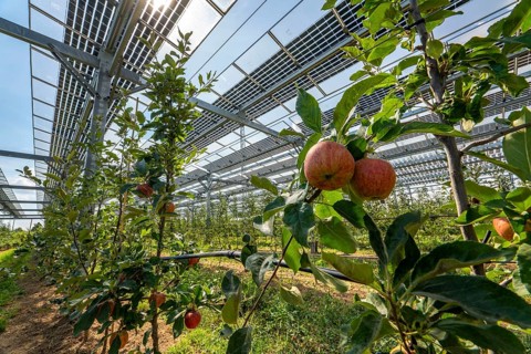 Agri-photovoltaic test plant, an apple tree plantation with two different systems of PV modules was