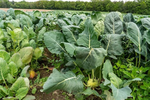 Field with kohlrabi plants, kohlrabi tubers, North Rhine-Westphalia, Germany, Europe