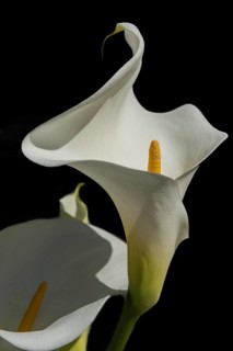 Arum or white calla (Zantedeschia aethiopica) in bloom in spring. Bas Rhin, Alsace, France, Europe