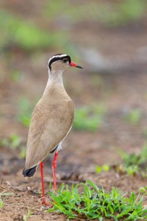 Crowned Lapwing, (Vanellus coronatu), Wakkerstrom surroundings, Wakkerstrom, Mpumalanga, South