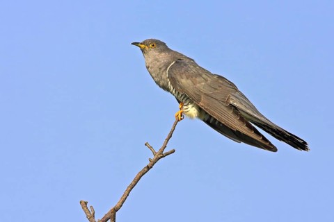 Cuckoo on perch, (Cuculus canorus), Worms district, Rhineland-Palatinate, Federal Republic of