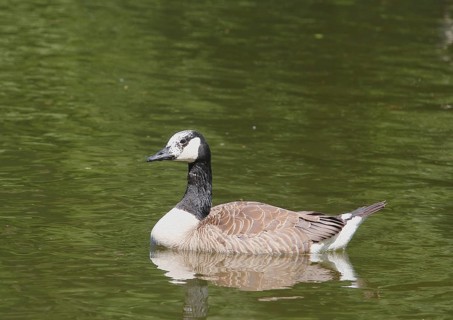 Canada goose (Branta canadensis), with leucism, in a pond, North Rhine-Westphalia, Germany, Europe