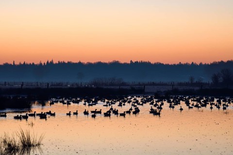 White-fronted goose (Anser albifrons), geese at roost, shortly in front of departure, in front of