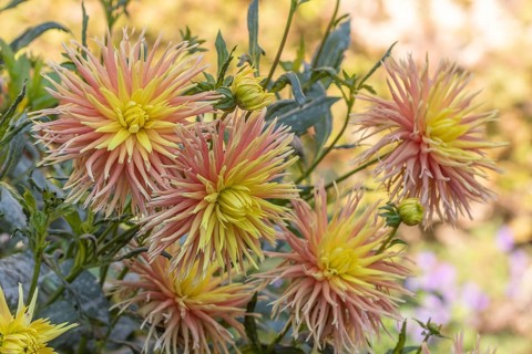 Cabana Banana Cactus Dahlias blooming in a public garden. Close-up dahlias, daylight. Selestat, Bas