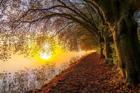 Autumn colours on the Platanen Allee, Hardenberg Ufer, lakeside path on Lake Baldeney, near Haus