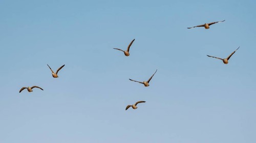 Burchell's sandgrouse (Pterocles burchelli), group in flight, Etosha National Park, Namibia, Africa