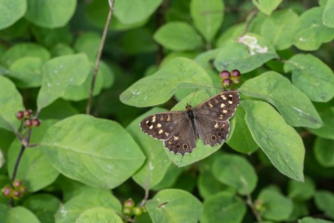 Speckled wood (Pararge aegeria), Emsland, Lower Saxony, Germany, Europe