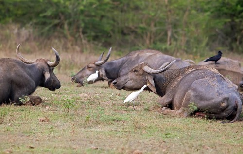 Water buffalo (Bubalus arnee) and great egret (Ardea alba) in Yala Natioal Park, Southern Province,