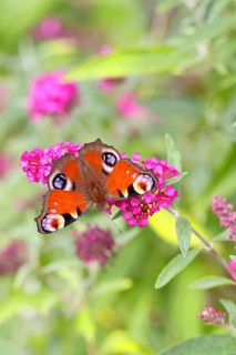Peacock butterfly (Inachis io) sucking nectar on butterfly bush (Buddleja davidii), in a natural