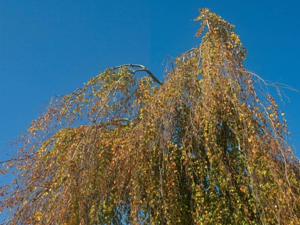 Autumn leaves, autumn colours, leaf colouring, autumn leaf colouring, autumn, East Frisia, Lower