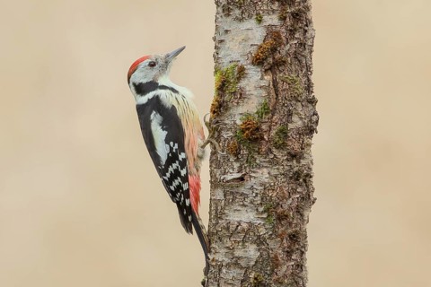 Middle spotted woodpecker (Dendrocopos medius), on a birch tree, wildlife, woodpeckers, nature
