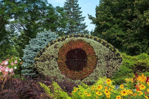 Eye shaped live plants gardening wall bordered by yellow Heliopsis, Ox Eye flowers, Adiantum