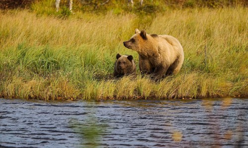 Female bear with cub (Ursus arctos), strikingly light-coloured fur, in tall grass by the water,