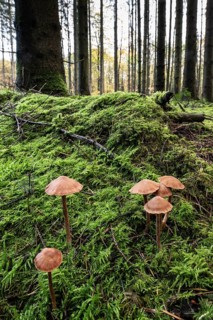 Golden yellow roughhead (Cortinarius gentilis) in spruce forest, Emsland, Lower Saxony, Germany,