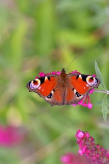 Peacock butterfly (Inachis io) sucking nectar on butterfly bush (Buddleja davidii), in a natural