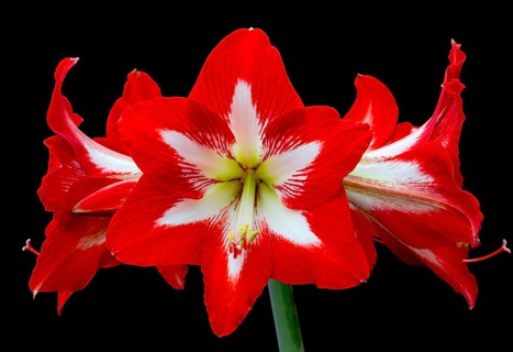 Frontal view of a bright red amaryllis with bold petals against a contrasting black background