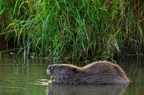 Eurasian beaver, European beaver (Castor fiber) showing large incisors along reed bed, reedbed in