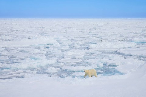 Lone polar bear (Ursus maritimus) hunting on pack ice, drift ice in the Arctic Ocean along the