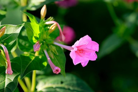 Four o'clock flower (Mirabilis jalapa), flowering, blossom, Elllerstadt, Germany, Europe