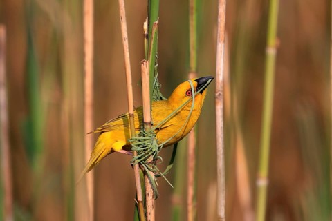 Eastern golden weaver (Ploceus subaureus), adult, male, starts nesting, Saint Lucia Estuary,