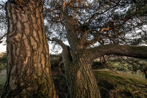 Old Scots pine (Pinus sylvestris), Emsland, Lower Saxony, Germany, Europe