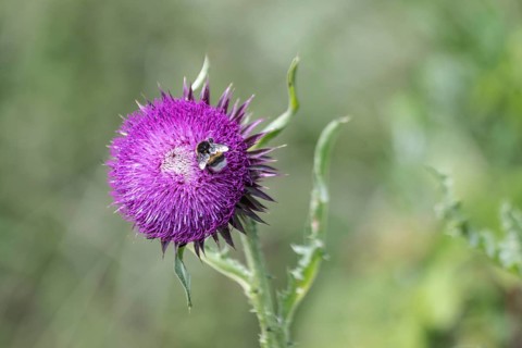 Musk Thistle (Carduus nutans) with Large earth bumblebee (Bombus terrestris),