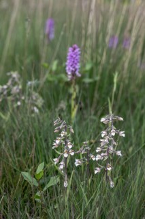 Marsh helleborine (Epipactis palustris) and Southern marsh orchid (Dactylorhiza praetermissa),