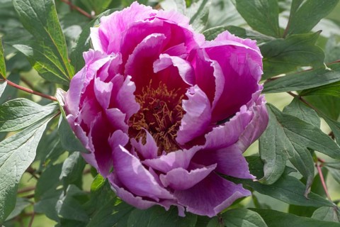 Tree peony (Paeonia suffruticosa), Emsland, Lower Saxony, Germany, Europe